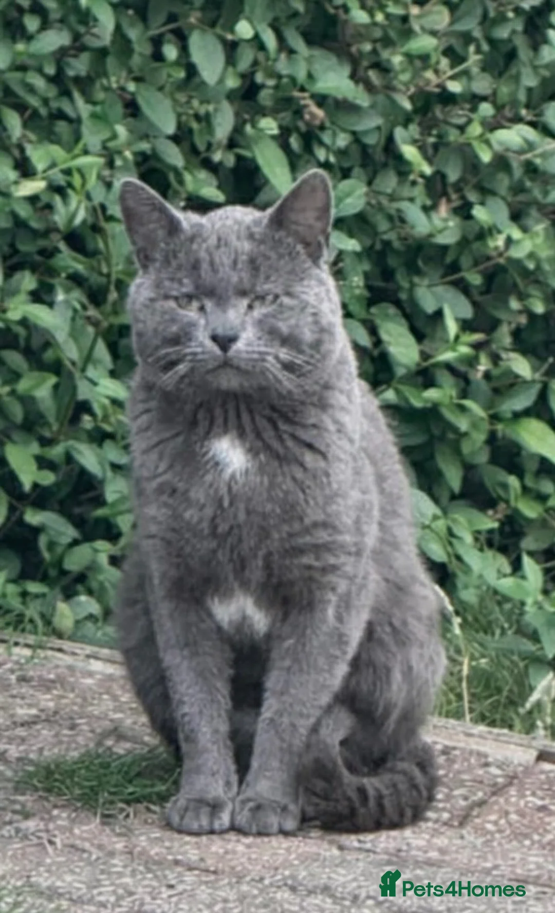 Siamese cats for sale: BSH X Lilac Point Siamese  - Advert 2