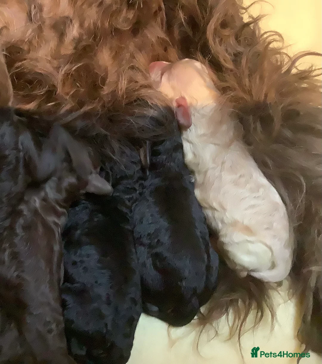 Miniature Poodle dogs for sale: MINIATURE POODLE PUPPIES x5 chocolate & apricot - Advert 4