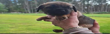 Border Terrier 1
