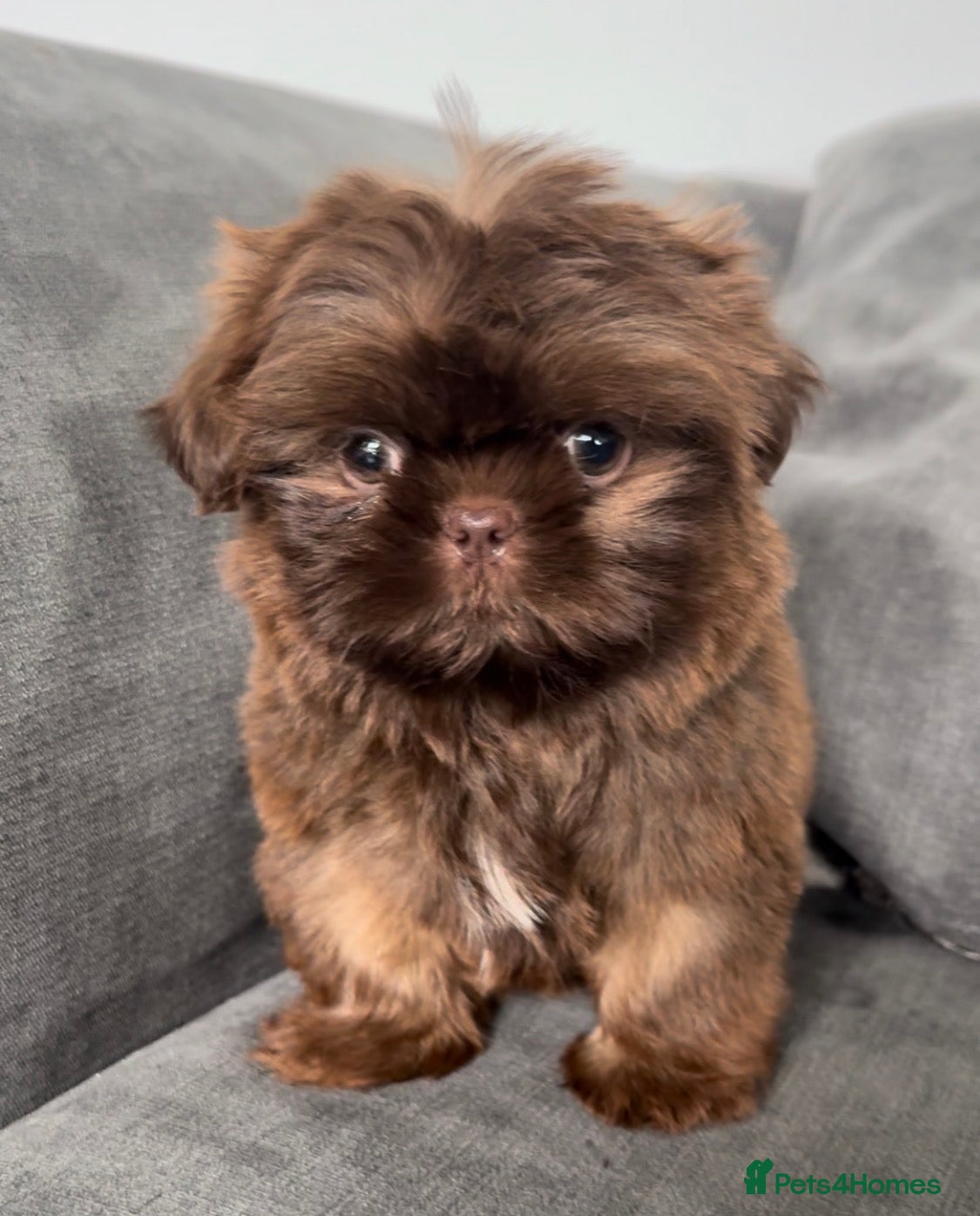 Shih Tzu dogs Tiny imperial Shih Tzu  - Advert 1