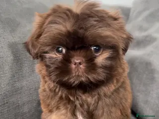 Shih Tzu dogs Tiny imperial Shih Tzu - Advert 1