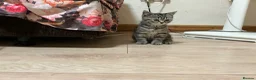 British Shorthair cats for sale: Rare BSH kitten - Advert 7
