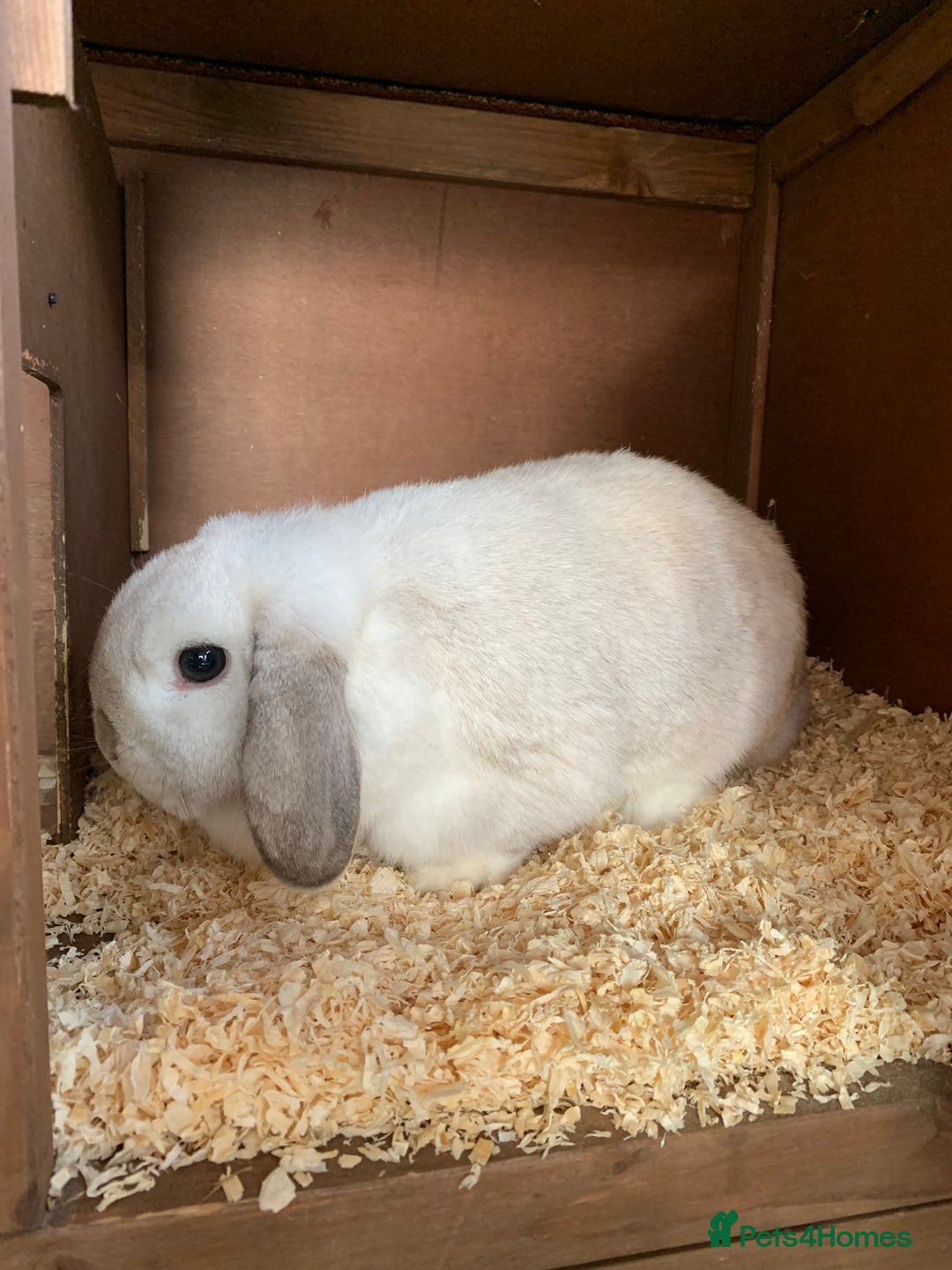 Mini Lop rabbits for sale: Two female mini lops for sale - Image 10