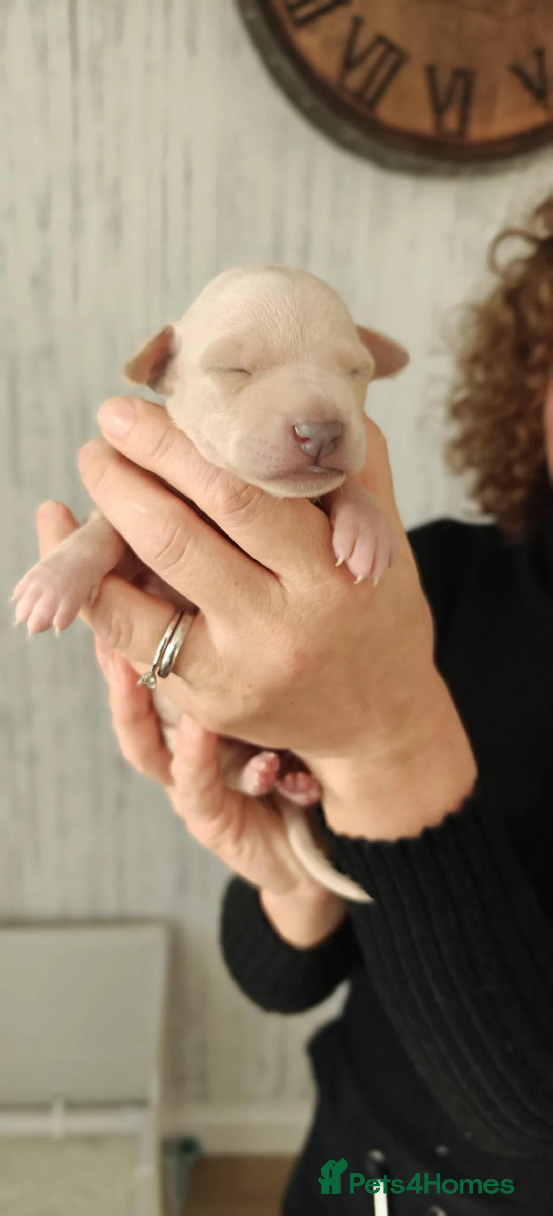 Italian Greyhound dogs for sale: KC Registered - European Lineage - Health Tested  - Advert 21