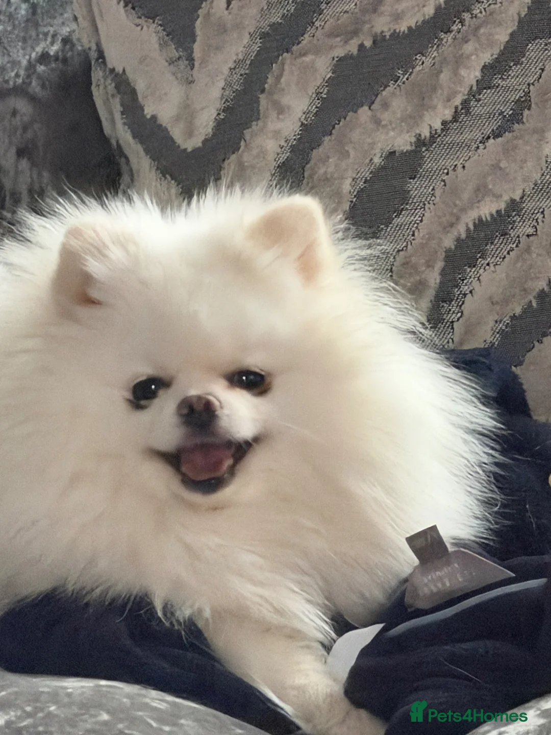 Pomeranian dogs for sale:  **  teddy bear girl  in Boston - Advert 1