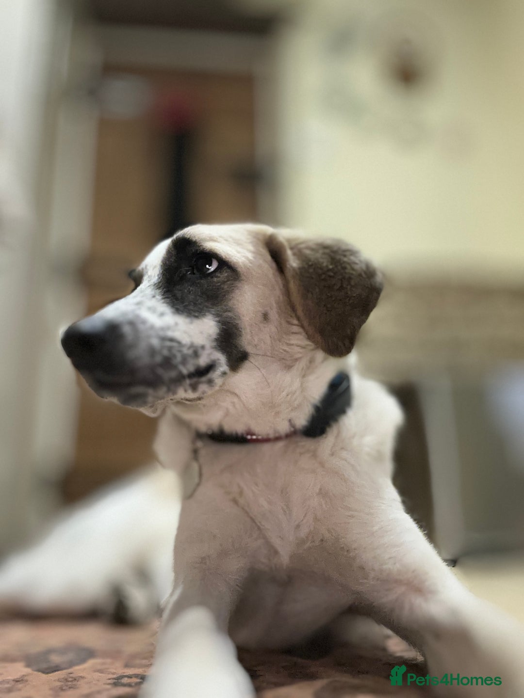Mixed Breed dogs for adoption: Amara: Beautiful Soul Seeking a Family to Love - Advert 7
