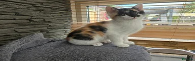 Mixed Breed Kitten 3