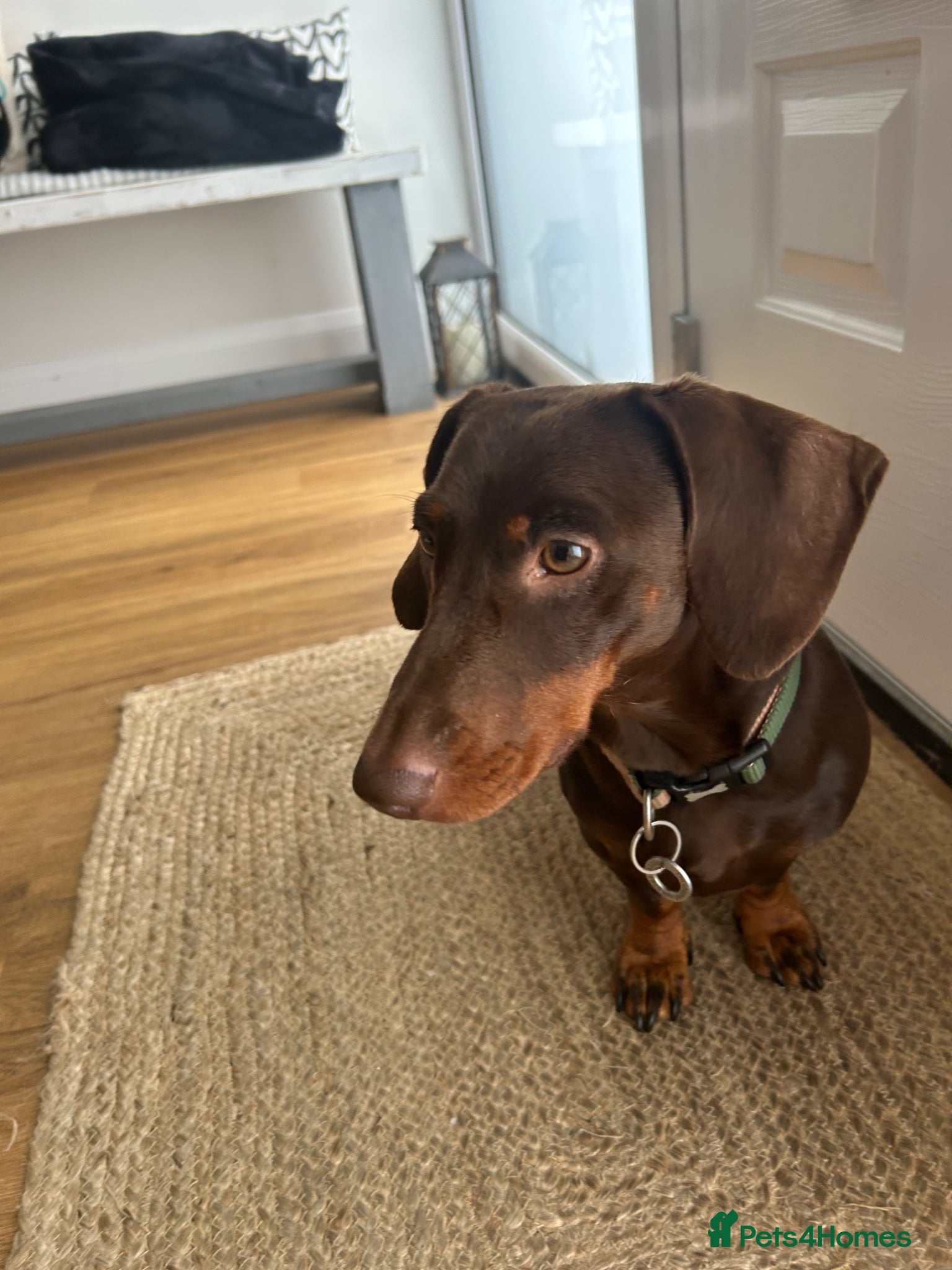 Miniature Dachshund dogs Chocolate dachshund for stud  - Advert 1