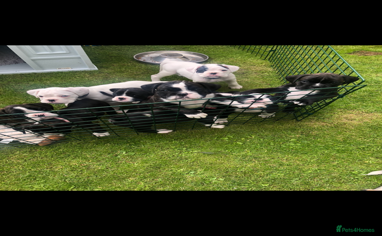 Boxer dogs - Advert 1