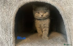 British Shorthair cats for sale: Wonderful, fluffy British Shorthair kittens - Image 6