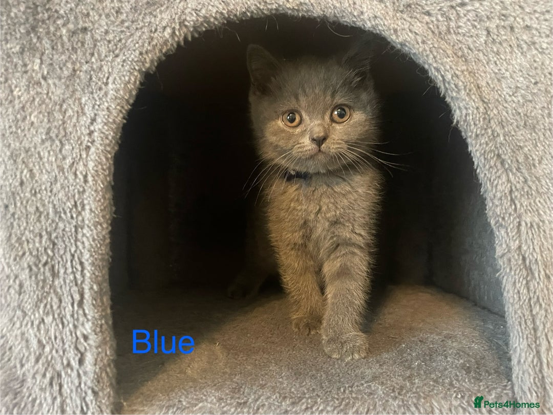 British Shorthair cats for sale: Wonderful, fluffy British Shorthair kittens - Image 6