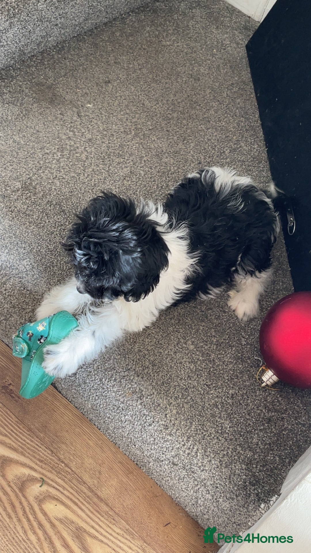 Cockapoo dogs for sale: Cockapoo girl  - Advert 2