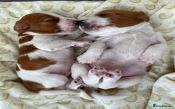Welsh Springer Spaniel dogs for sale: One little Welsh Springer Spaniel boy!  - Image 16