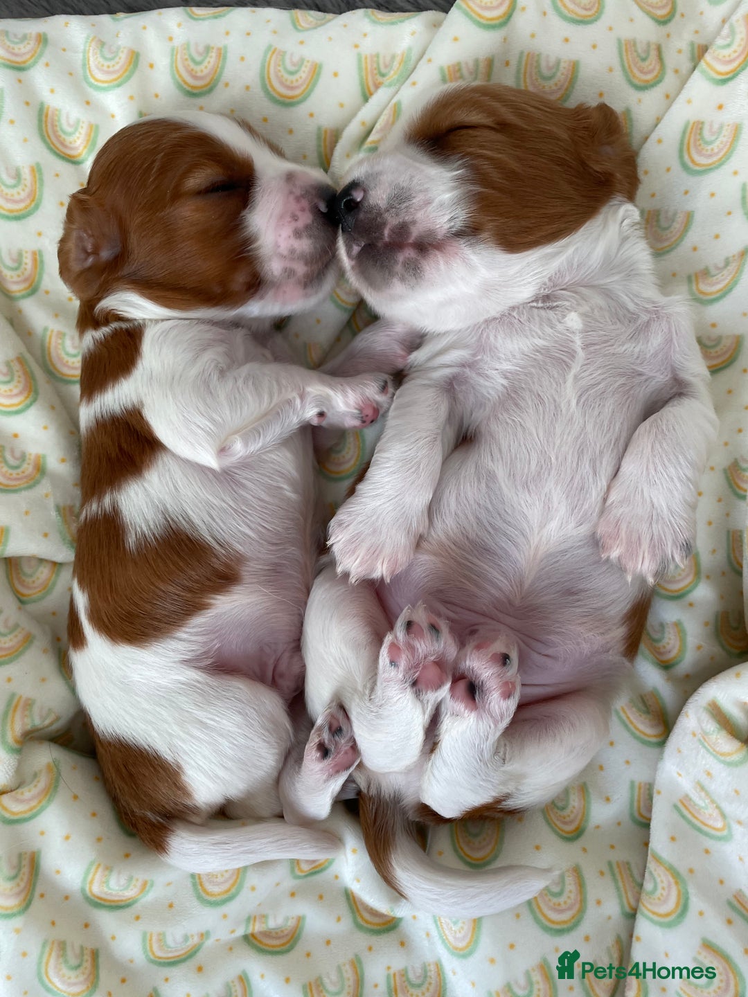 Welsh Springer Spaniel dogs for sale: One little Welsh Springer Spaniel boy!  - Image 16