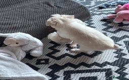 Chihuahua dogs for sale: Double chocolate platinum baby’s  - Image 4