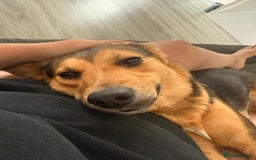 Mixed Breed dogs for adoption: Efa 🐾 - Image 2
