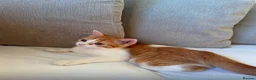 Mixed Breed cats for sale: Persian x BSH  - Advert 3