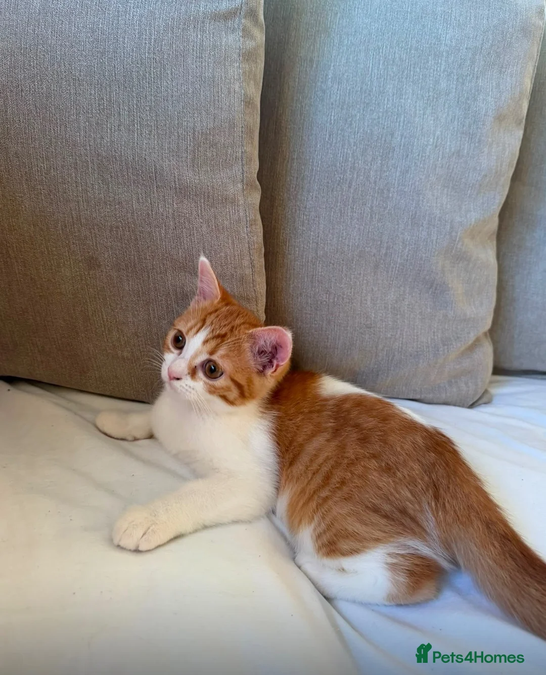 Mixed Breed cats for sale: Persian x BSH  - Advert 3
