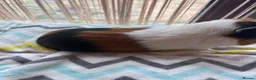 Guinea Pig rodents for sale: Tort and white guinea pig for sale  - Advert 3