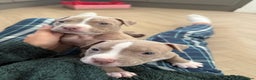 American Bully dogs for sale: 8 gorgeous American Bully pups 🐶 - Advert 14