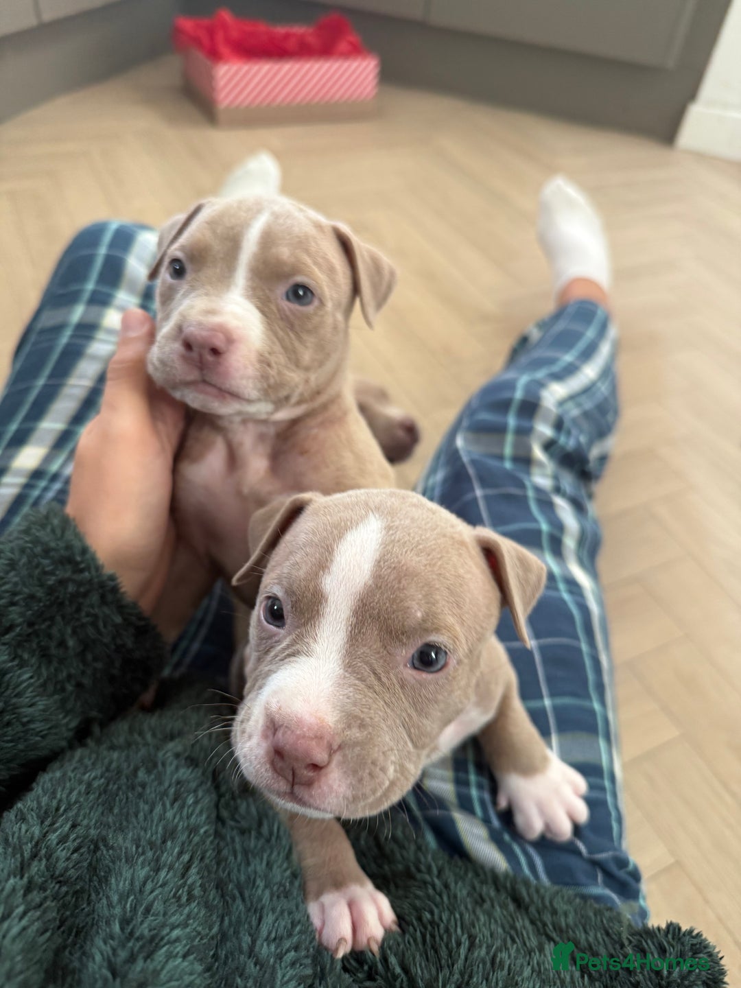 American Bully dogs for sale: 8 gorgeous American Bully pups 🐶 - Advert 14