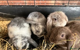 Mini Lop rabbits for sale: Super Friendly Mini Lop Babies - Image 7