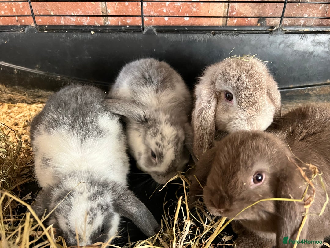 Mini Lop rabbits for sale: Super Friendly Mini Lop Babies - Image 7