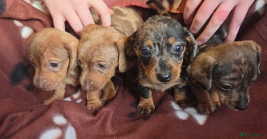 Miniature Dachshund dogs - Advert 2