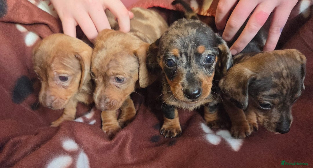 Miniature Dachshund dogs for sale: Miniature dachshund puppies - Image 3