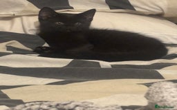 Domestic Shorthair cats for sale: Domestic and BSH Kittens  - Image 12