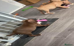 American Bully dogs for sale: Male American bully - Image 7