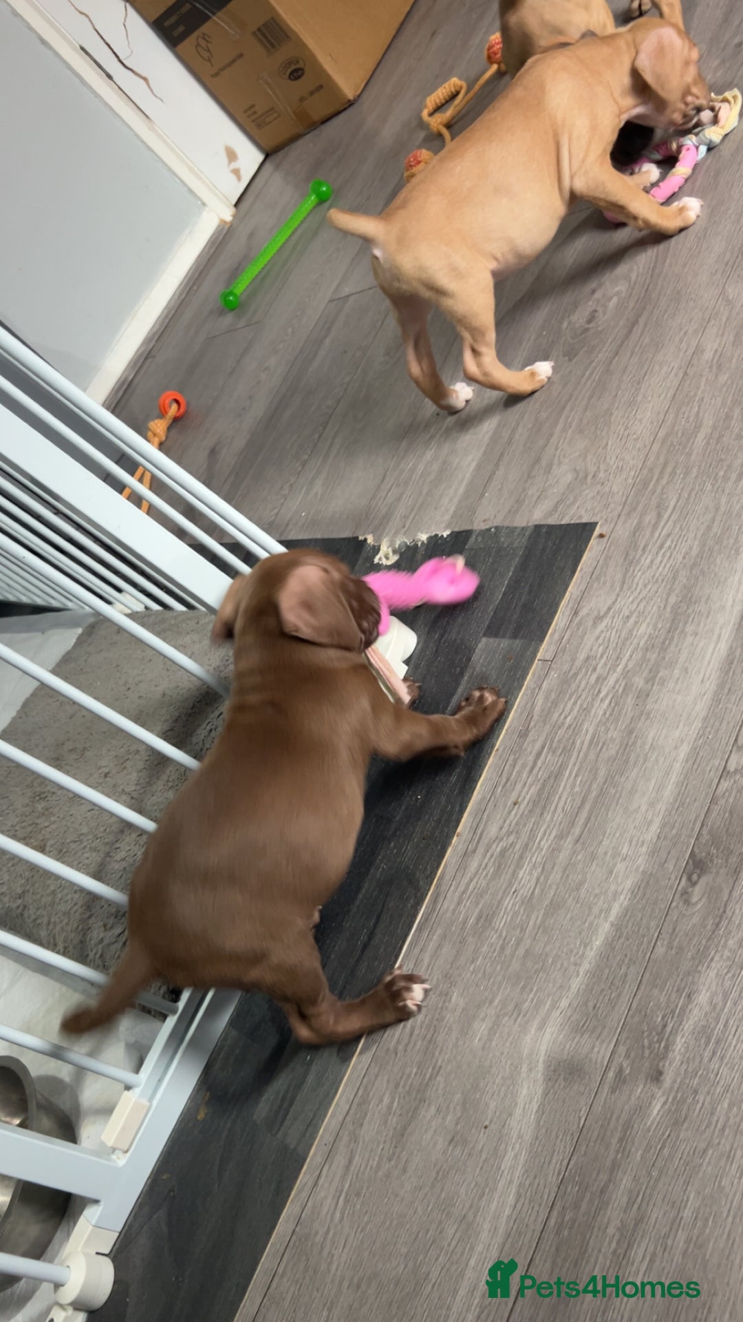 American Bully dogs for sale: Male American bully - Image 7