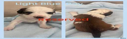 Mixed Breed dogs for sale: 🐾 Beautiful Poodle Cross Puppies 🐾 - Advert 2