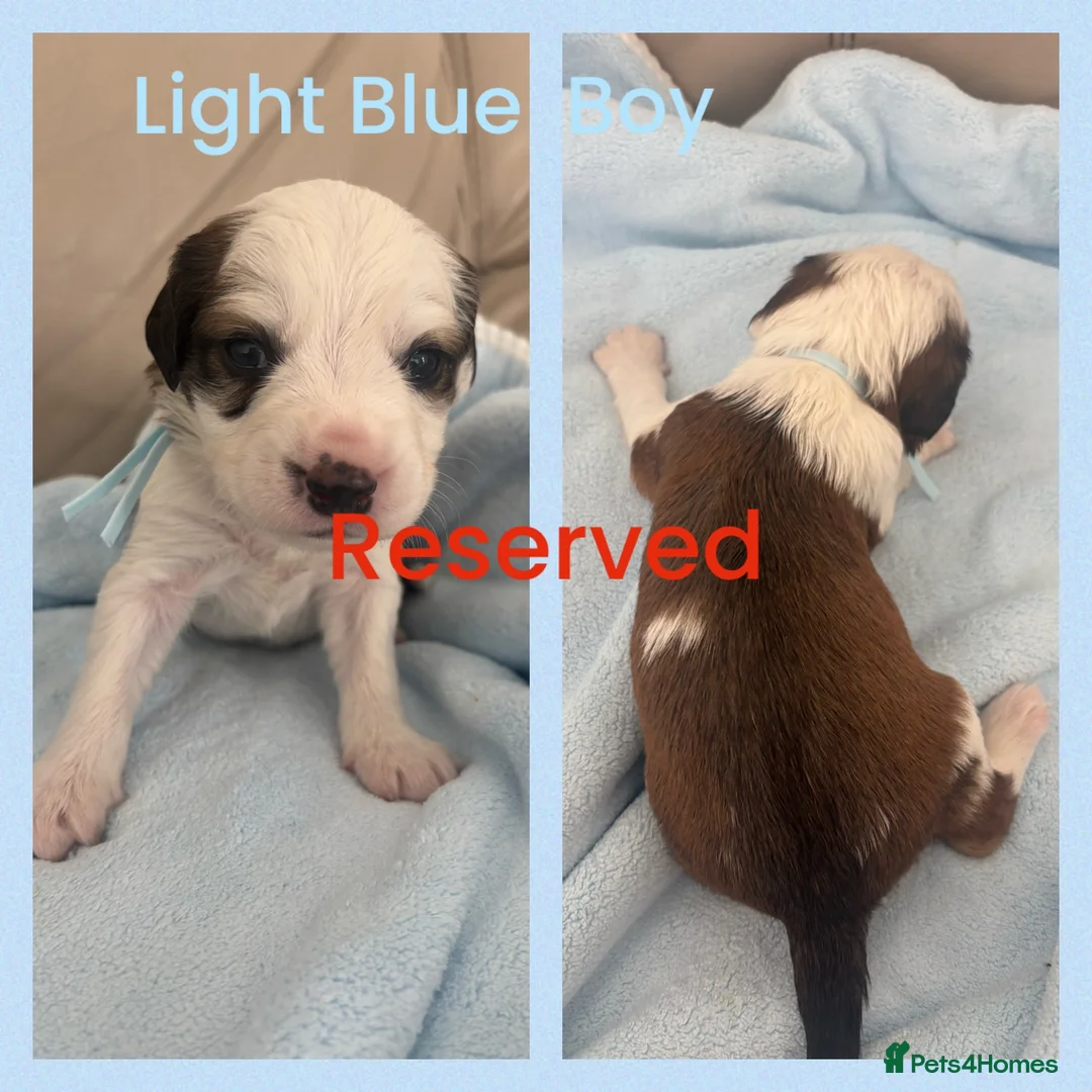 Mixed Breed dogs for sale: 🐾 Beautiful Poodle Cross Puppies 🐾 - Advert 2