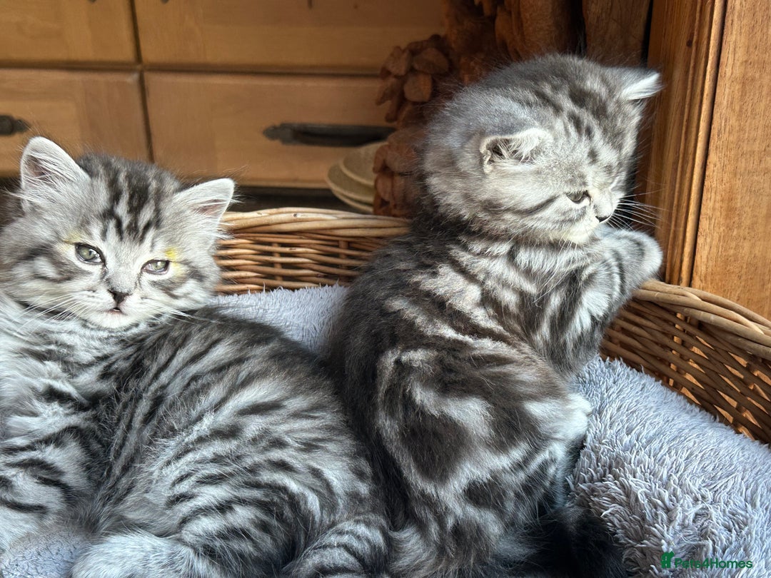 British Longhair cats for sale: British Longhair full pedigree - Advert 3