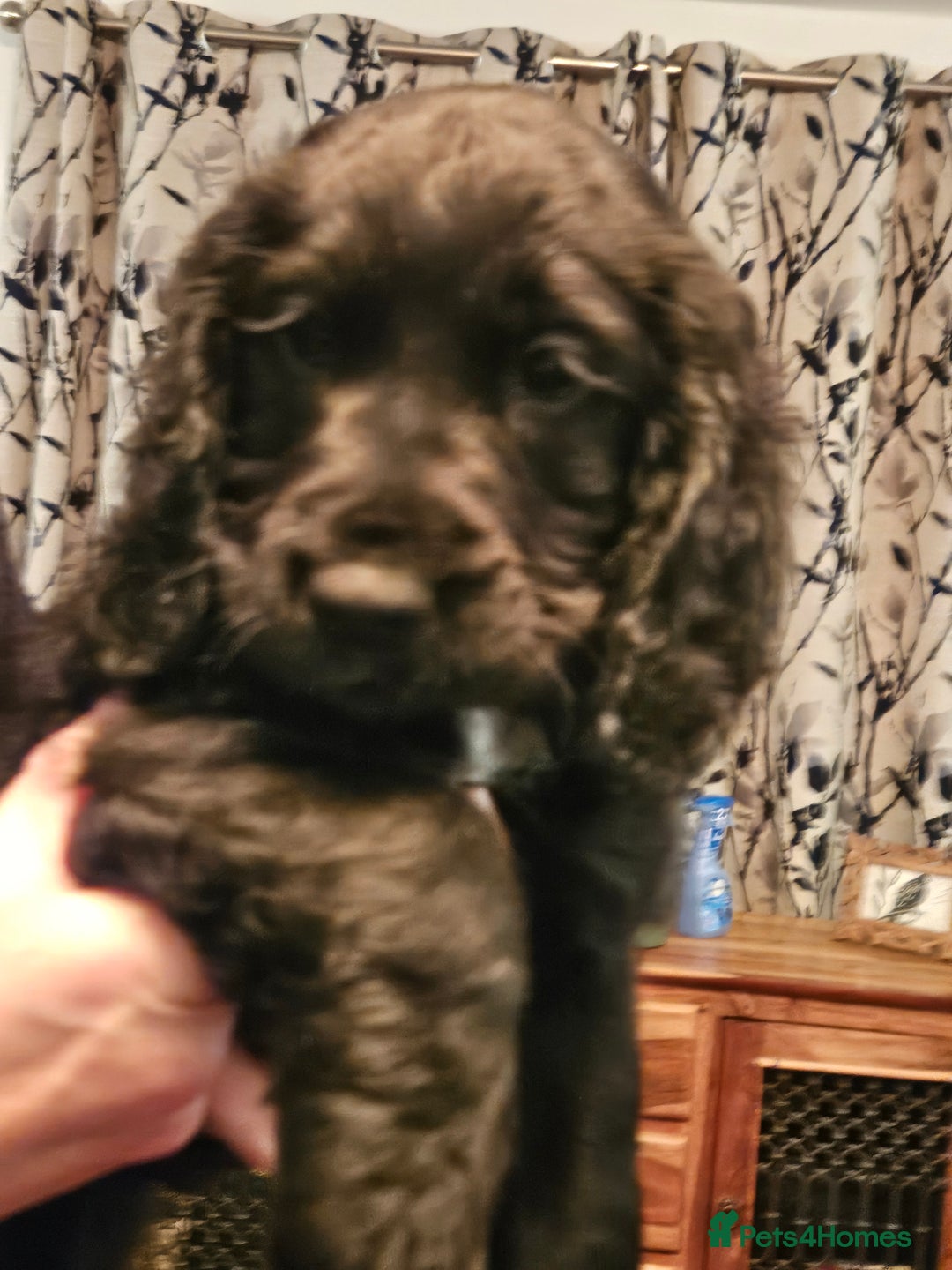 Cocker Spaniel dogs for sale: Cocker Spaniel pups for sale - Advert 5