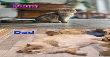 Mixed Breed cats - Advert 6
