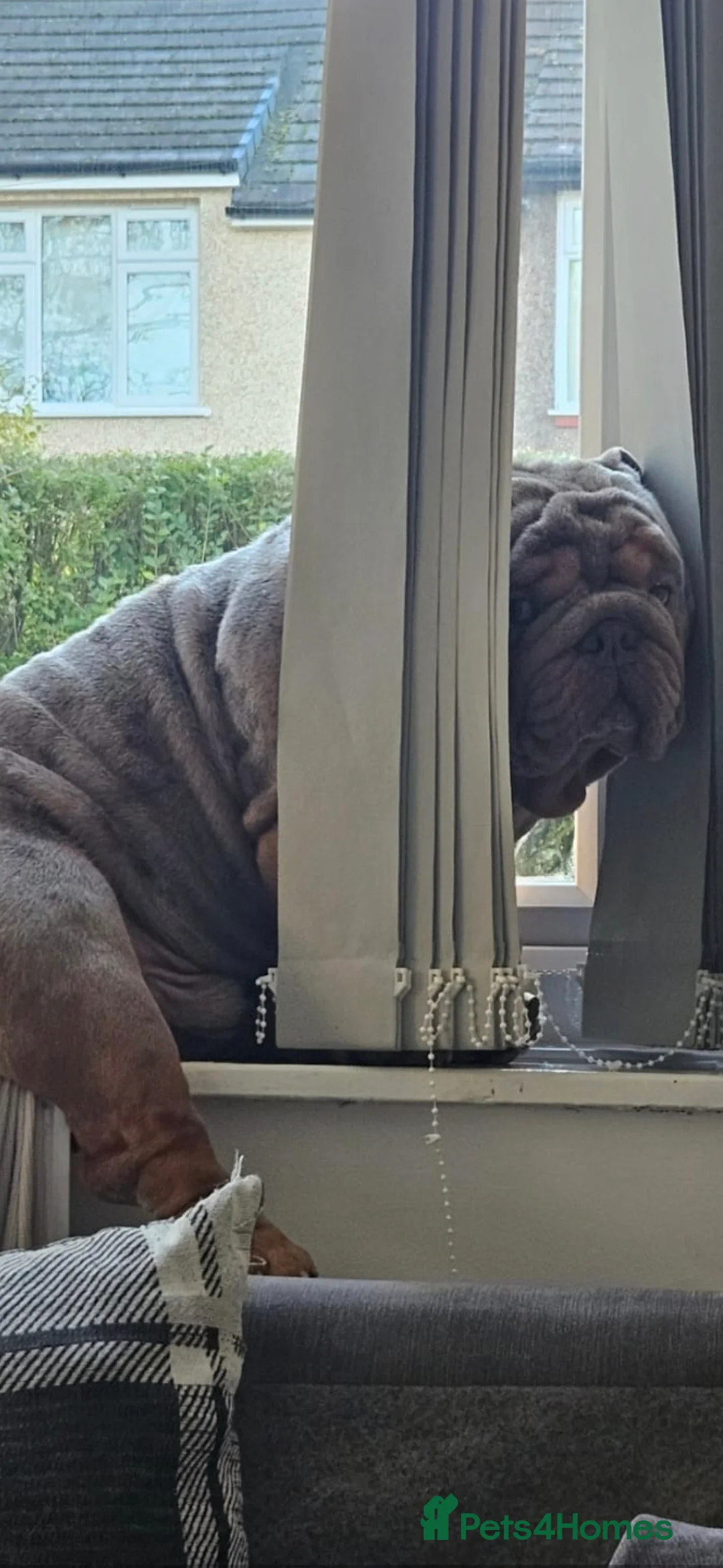 English Bulldog dogs for stud: Lilac merle English Bulldog Stud - Advert 6