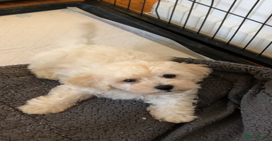 Poochon dogs - Advert 1