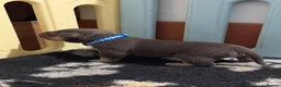 American Bully dogs for sale: 9 beautiful pocket bullies, ABKC registered  - Advert 21
