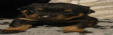 Rottweiler Puppy 7