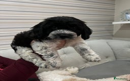 Cockapoo dogs for sale: 11 week old male Cockapoo  - Advert 5