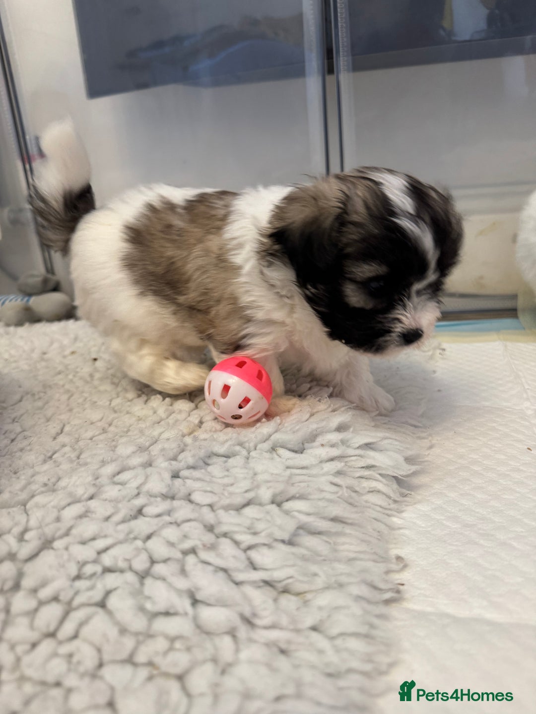 Mixed Breed dogs for sale: Maltese Cross Puppies for Sale  - Image 8