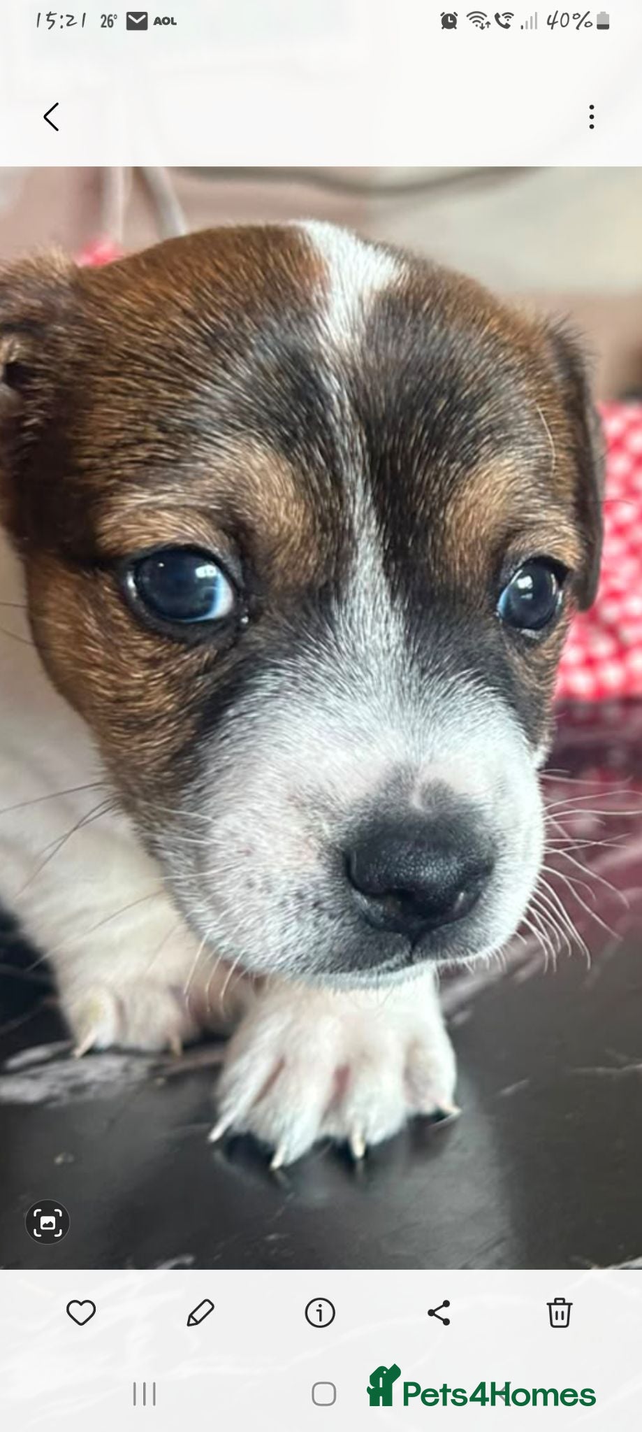 Jack Russell dogs 1x boy available  - Advert 16