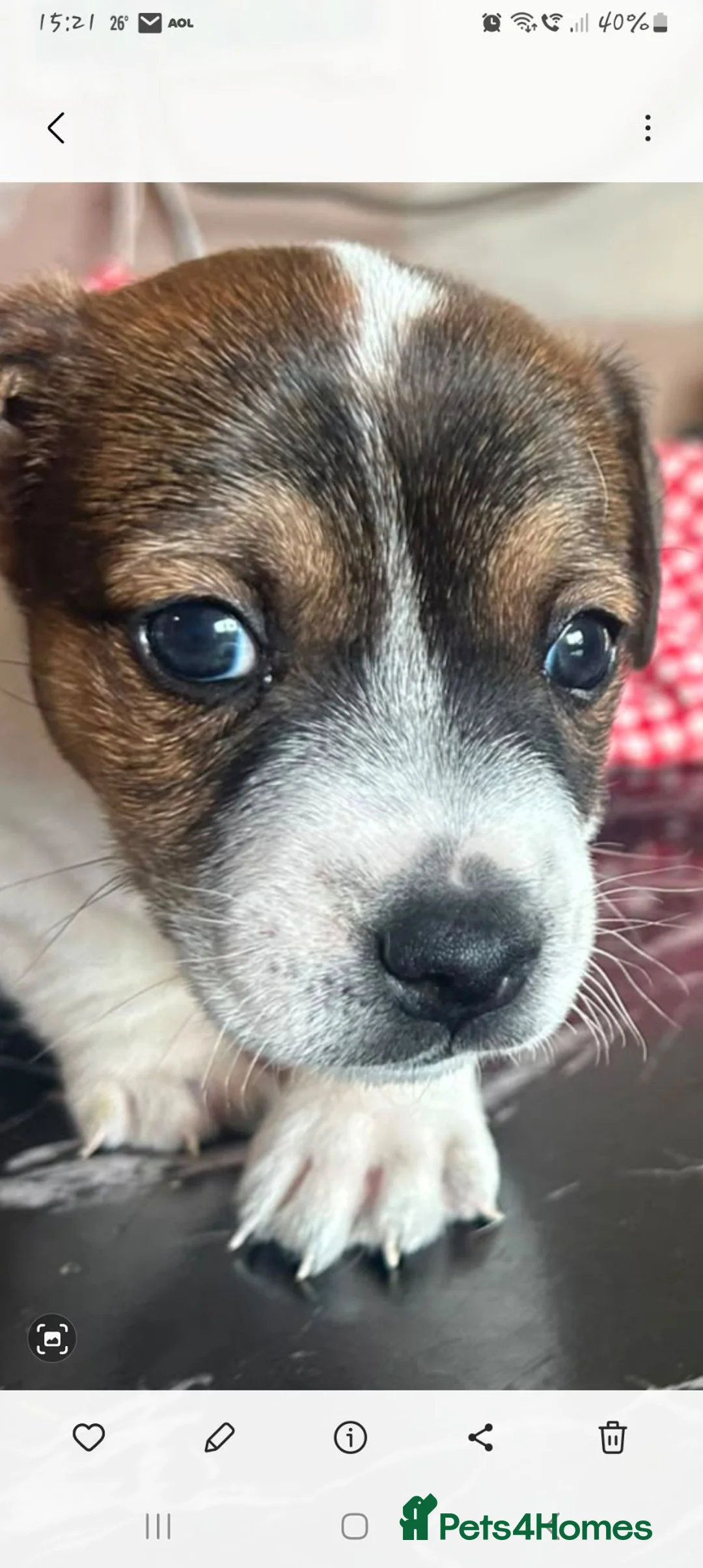 Jack Russell dogs for sale: 1x boy available  - Advert 1