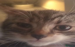 British Shorthair cats for sale: Kittens ready for their forever homes now - Image 3