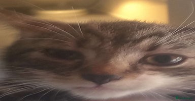 British Shorthair cats - Advert 9