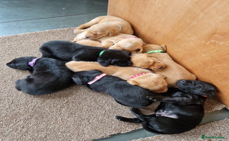 Labrador Retriever dogs - Advert 1