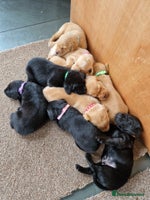 Labrador Retriever dogs - Advert 2