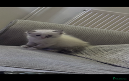 Ragdoll cats for sale: Beautiful Ragdoll kittens  - Image 5